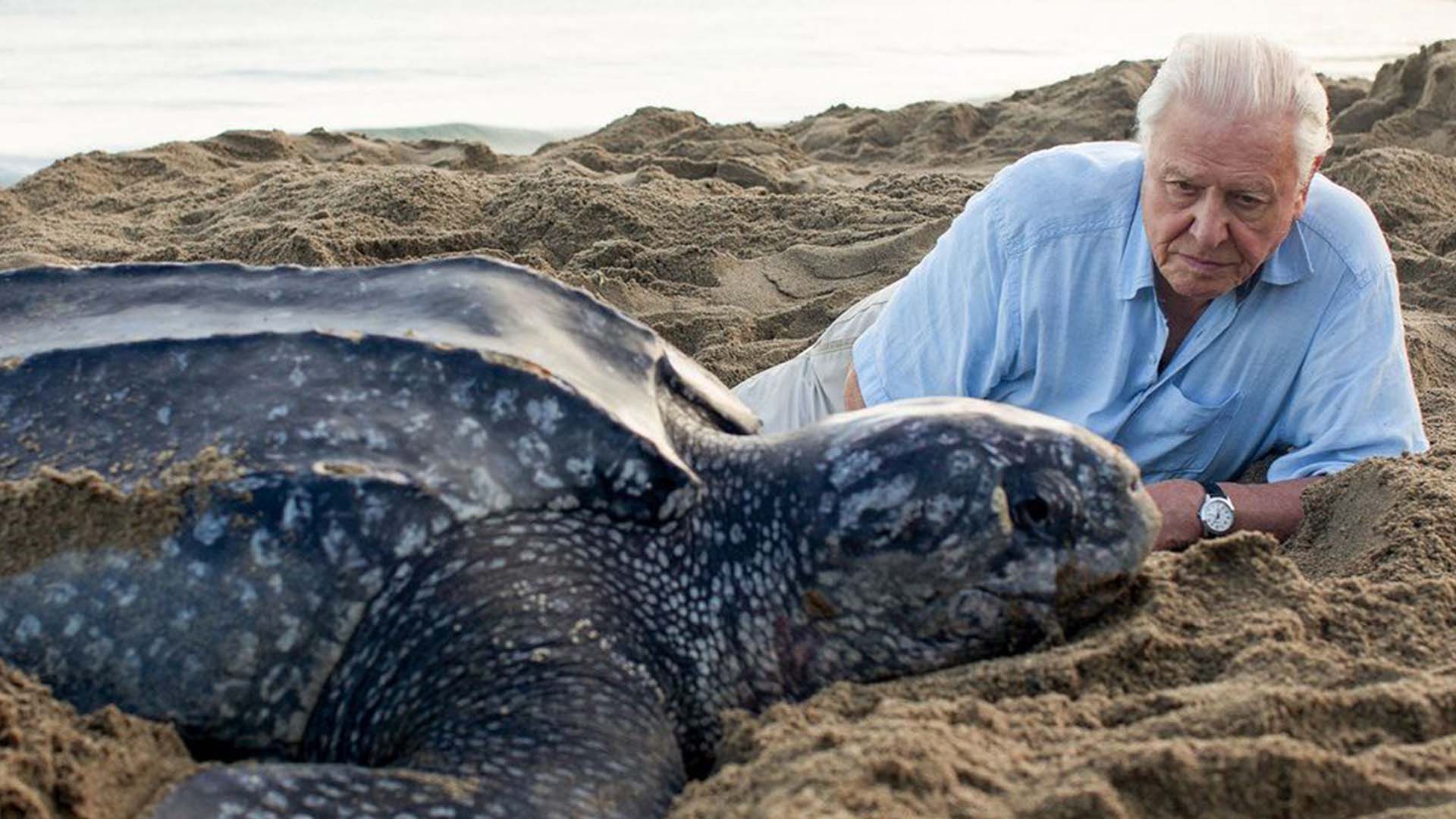 Sir David Attenborough To Teach Kids Geography Lessons During Lockdown