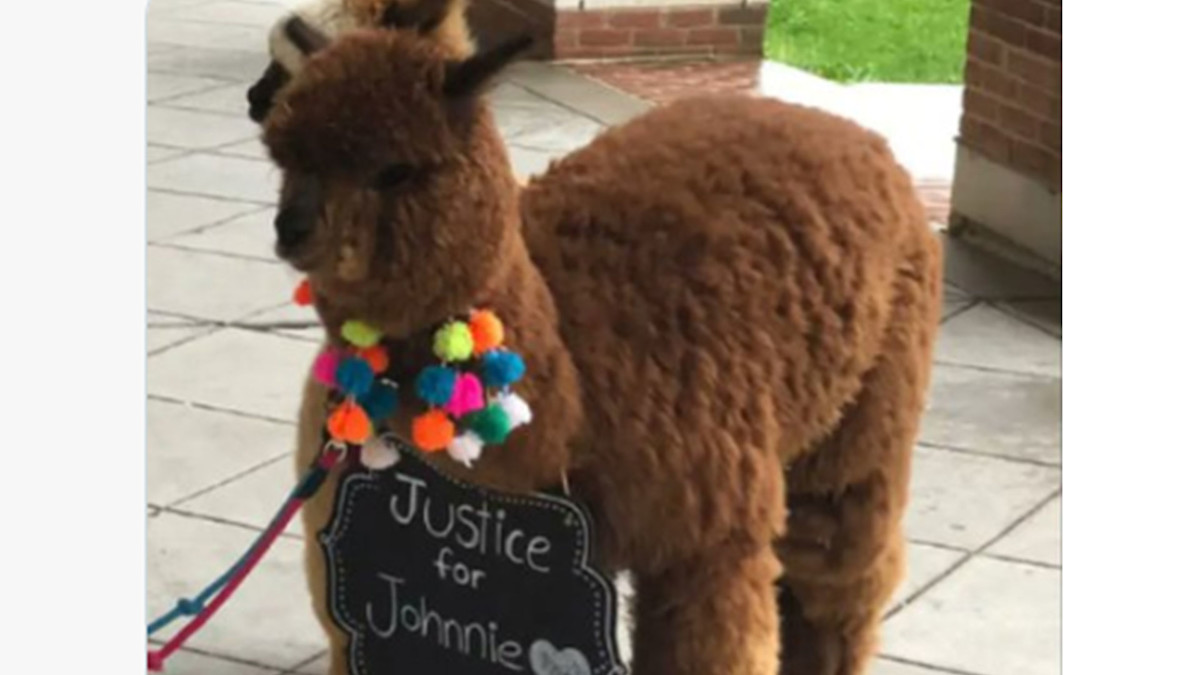 Johnny Depp Fan Brings Two Emotional Support Alpacas To Court To Help