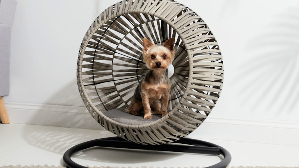 Home Bargains Is Now Selling A Hanging Egg Chair For Pets TOTUM