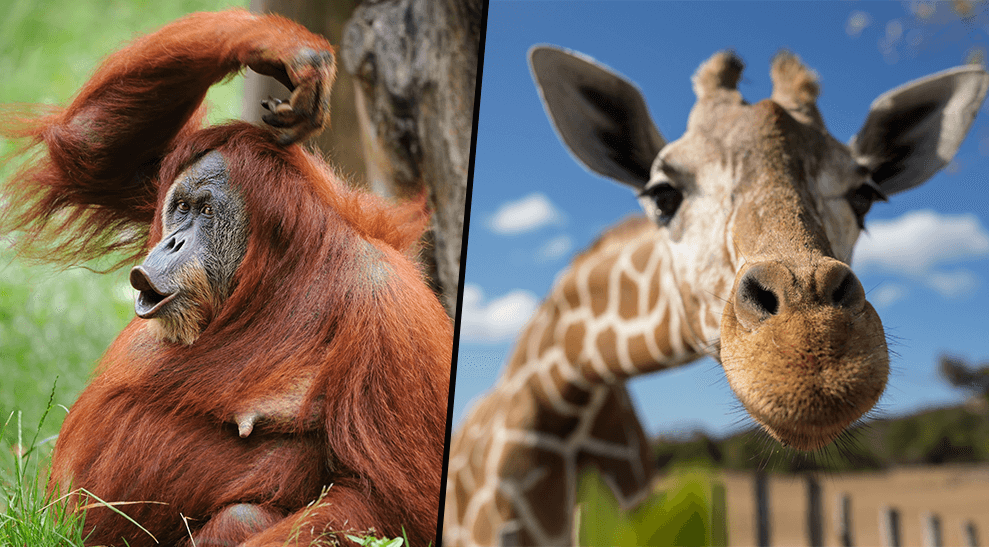 Chester Zoo Is Hiring Someone To Teach People About Animals TOTUM