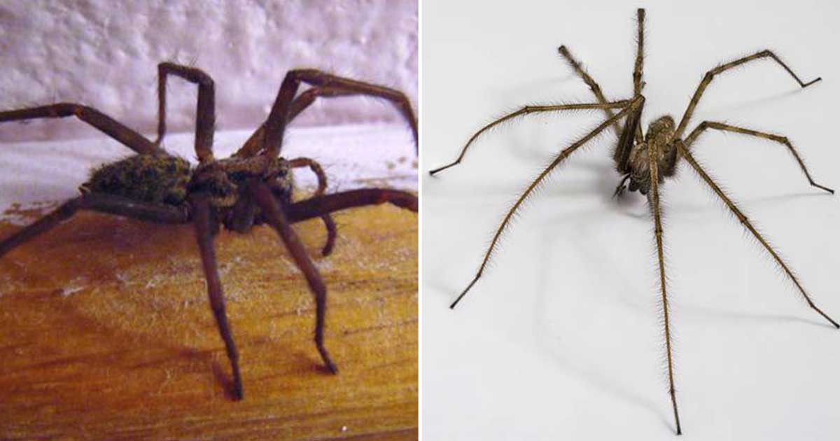 Giant Sex Crazed Spiders The Size Of A Hand Invading Uk Homes Totum 