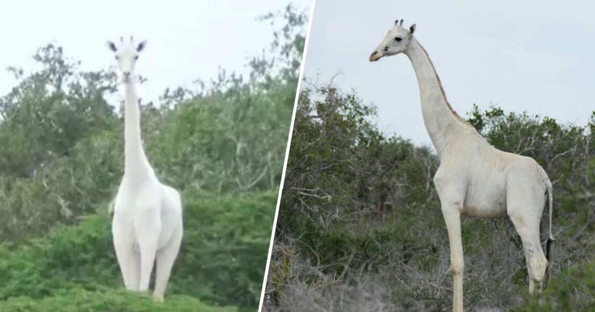 WhiteGiraffeFacebookThumb