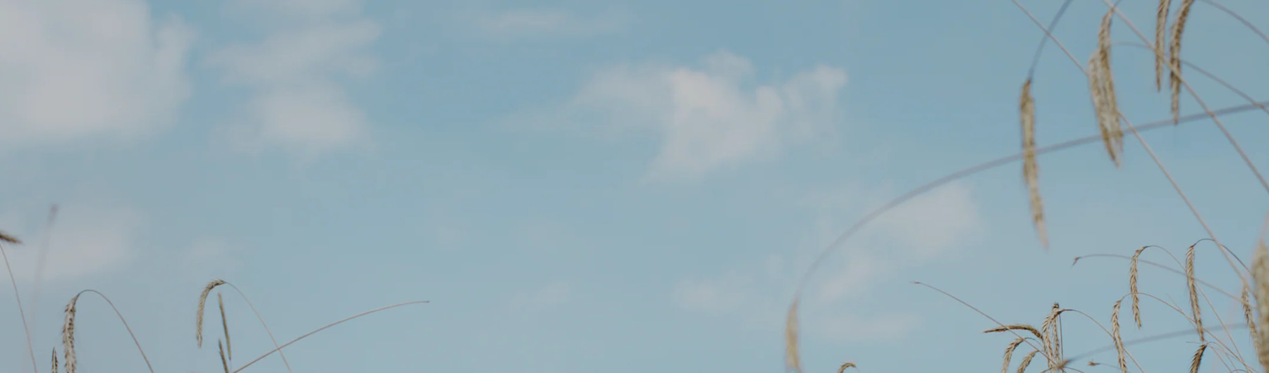 shop header