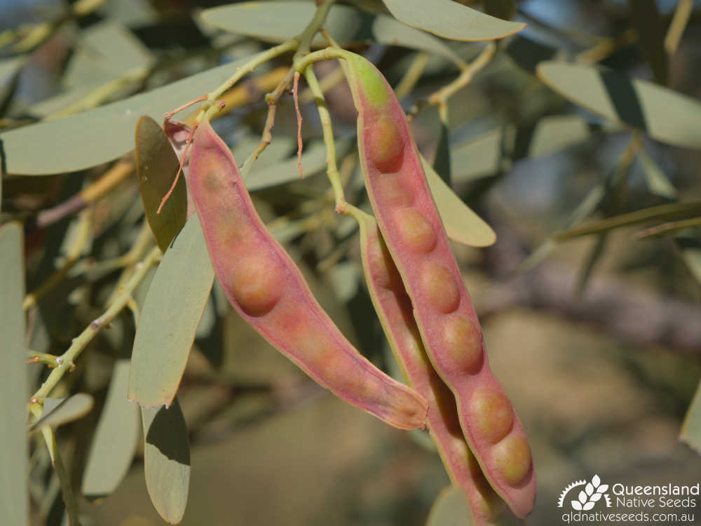 Acacia hemignosta | pod | Queensland Native Seeds