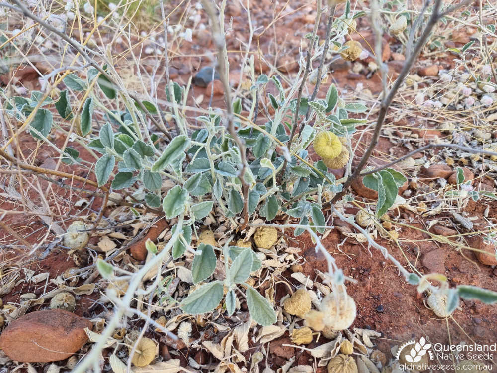 Sida platycalyx | habitat, edaphic site example, fruit | Queensland Native Seeds