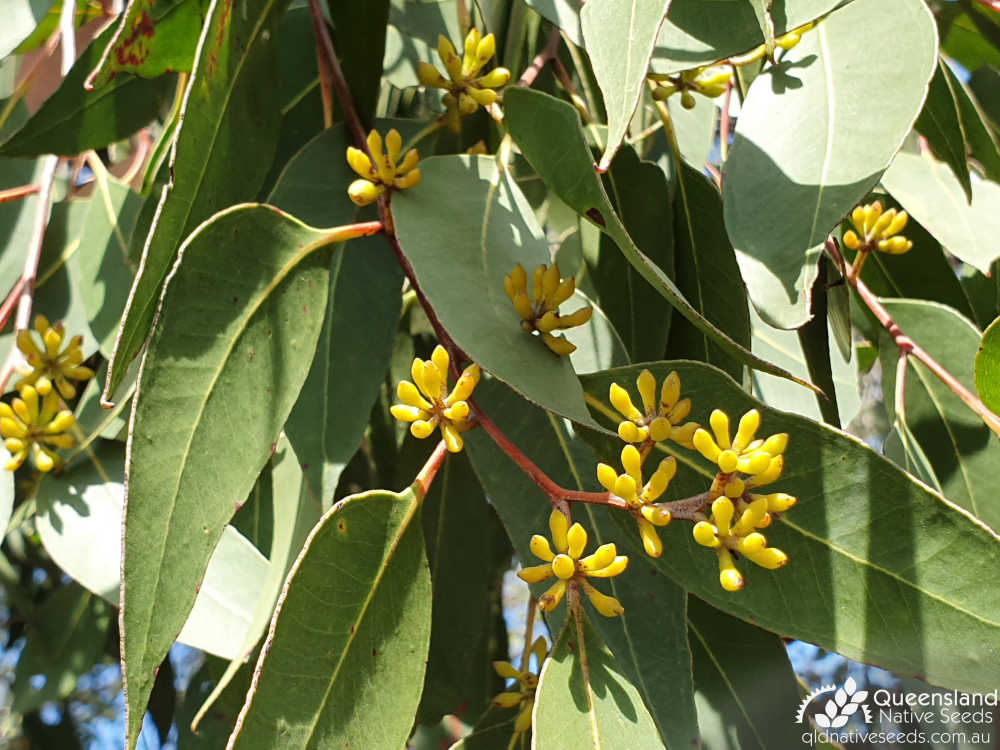 Eucalyptus latisinensis | buds | Queensland Native Seeds
