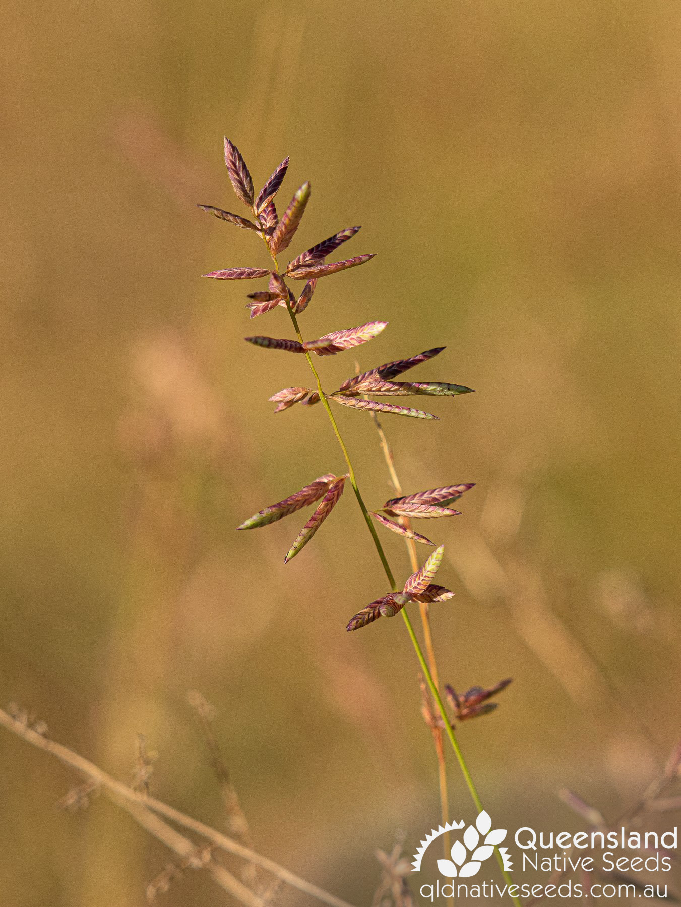 Eragrostis deals