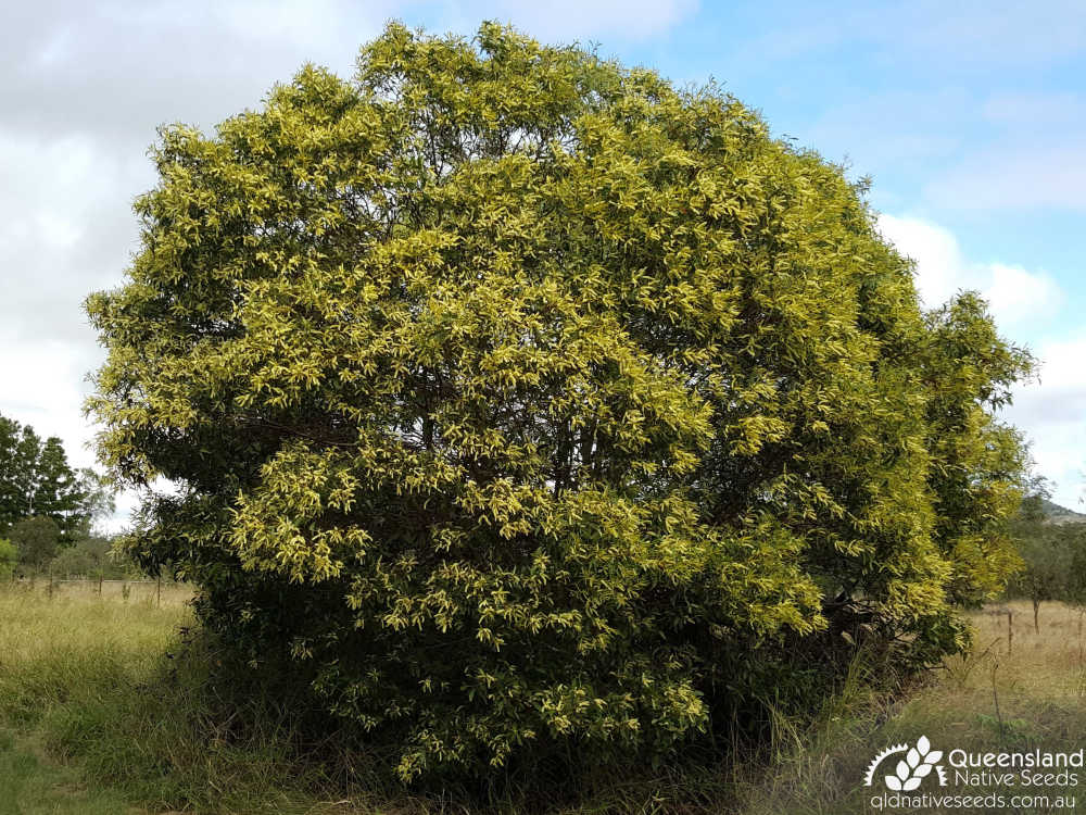 Acacia leiocalyx  | habit | Queensland Native Seeds