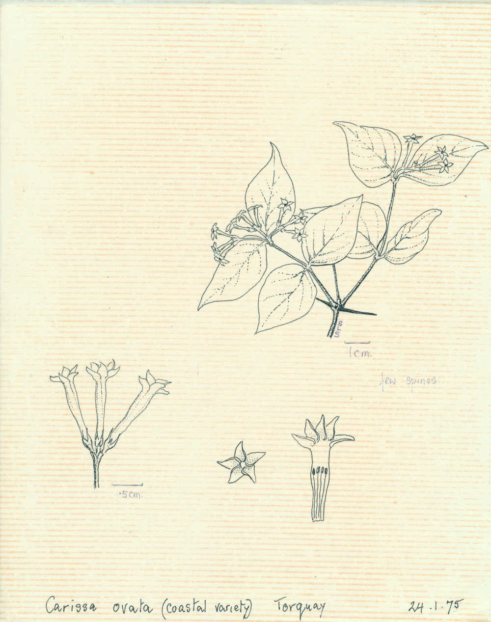 Carissa ovata | Carissa ovata, depiction by Sylvia Seiler, Killara, West Boondooma, Qld | Queensland Native Seeds
