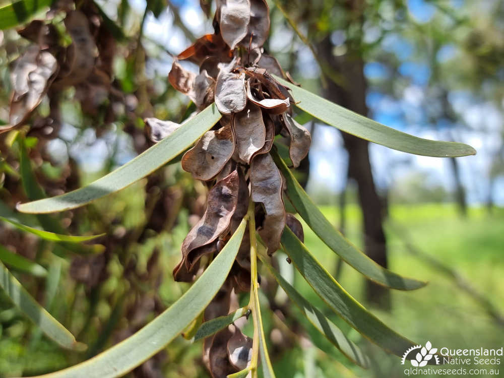 Acacia melvillei | fruit | Queensland Native Seeds