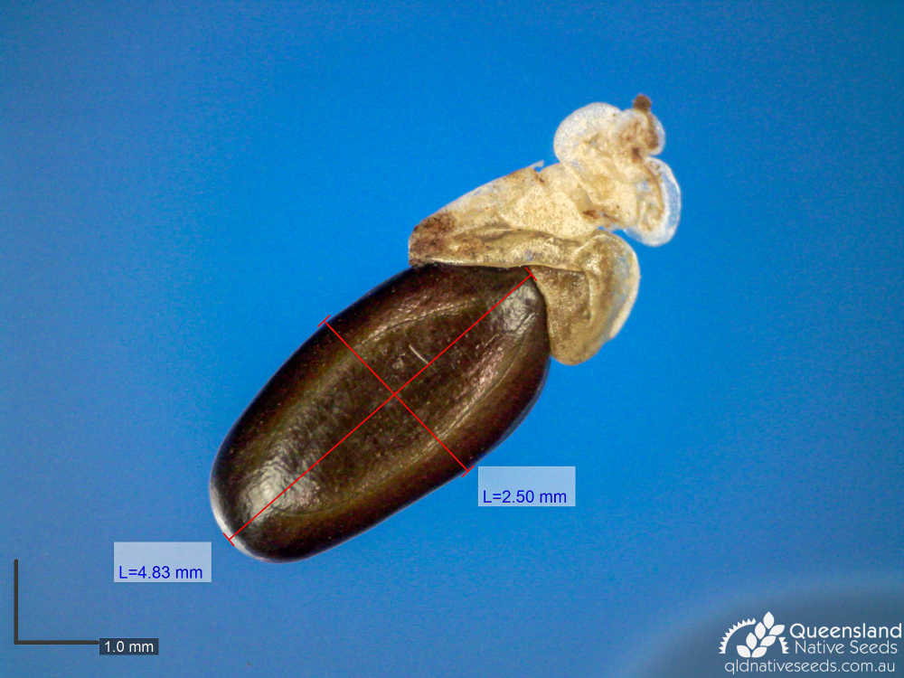 Acacia disparrima subsp. disparrima | microscope seed | Queensland Native Seeds