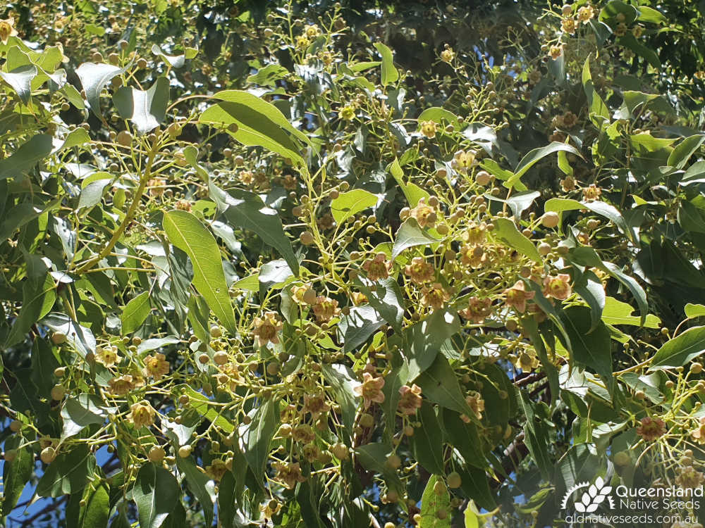 Brachychiton populneus | leaves, bud, inflorescence | Queensland Native Seeds