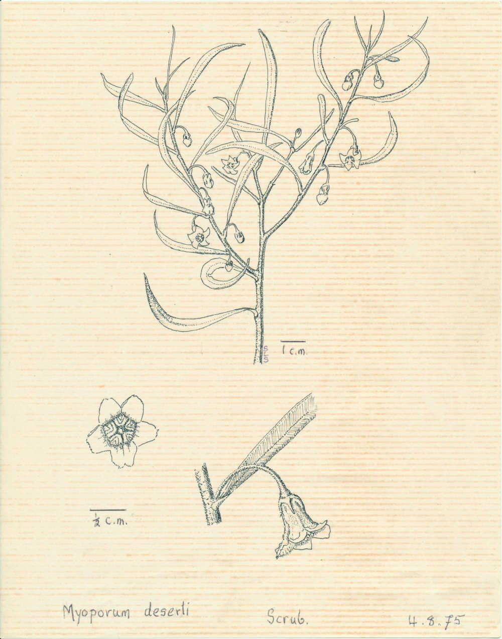 Eremophila desertii | depiction by Sylvia Seiler, Killara, West Boondooma, Qld | Queensland Native Seeds