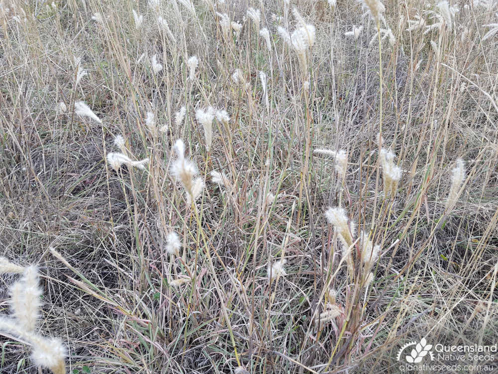 Bothriochloa erianthoides | habit | Queensland Native Seeds