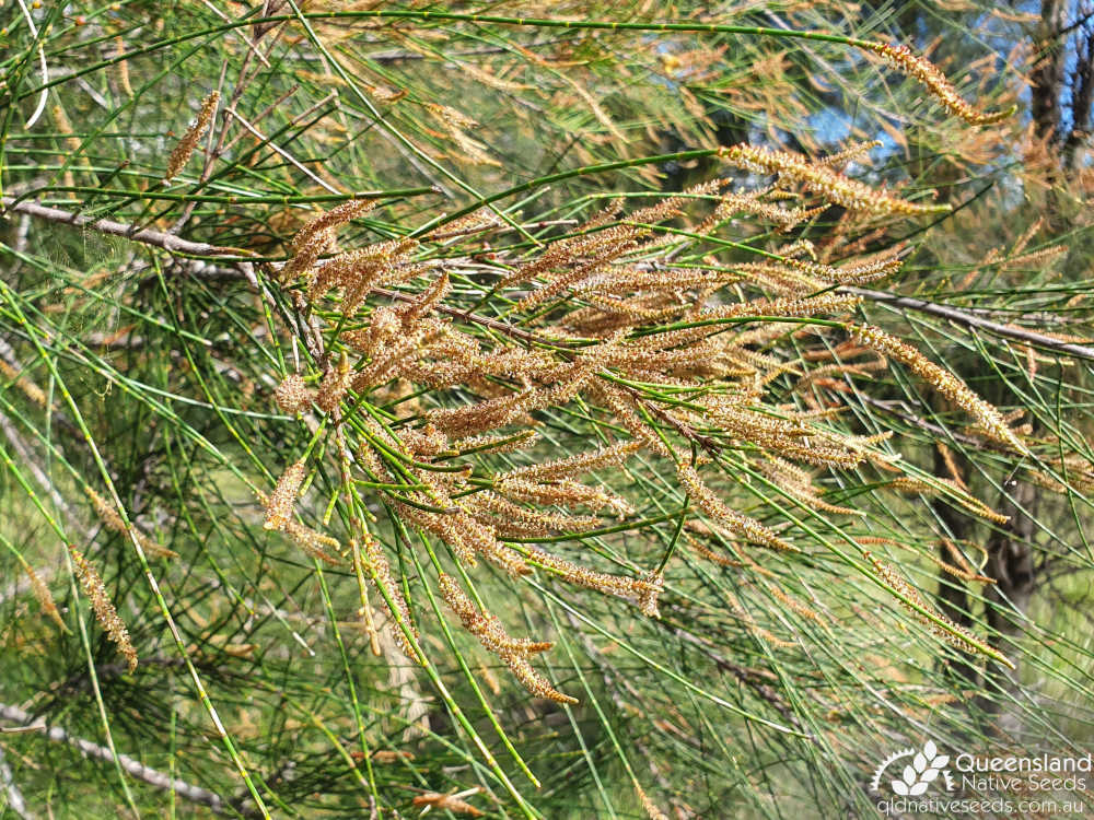 Casuarina cristata | male inflorescence | Queensland Native Seeds
