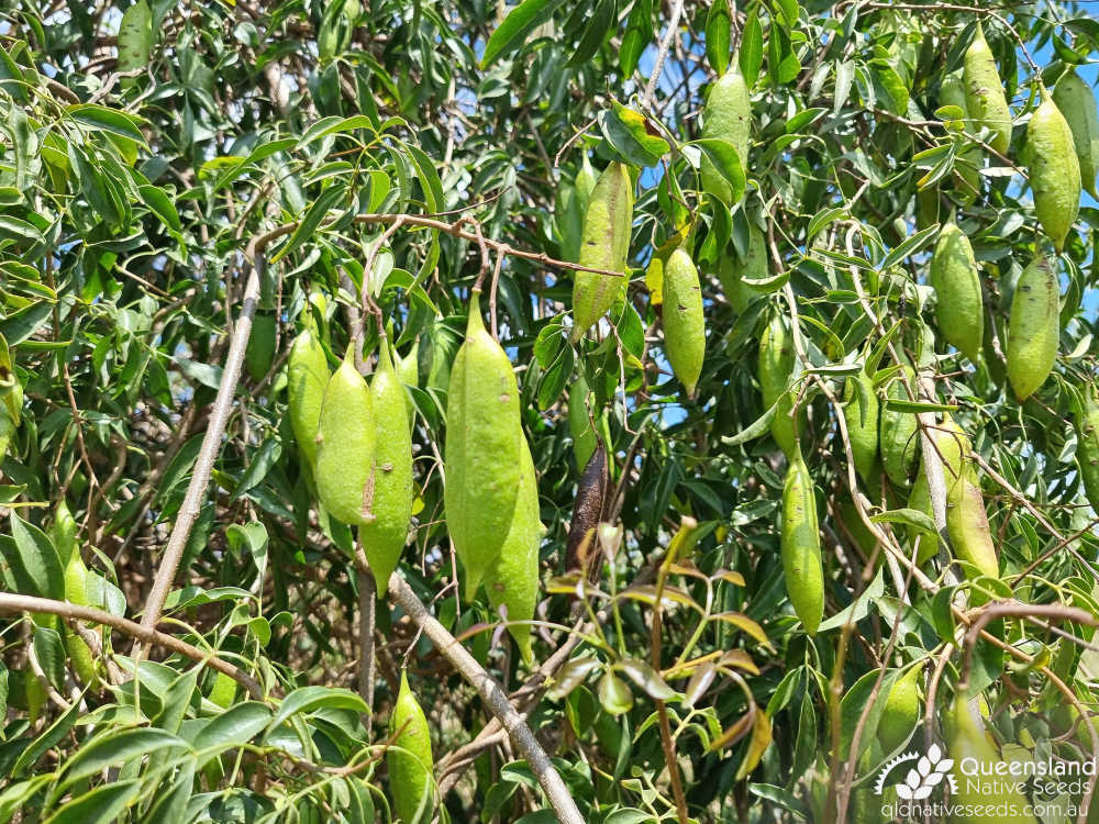 Pandorea pandorana | leaves, fruit | Queensland Native Seeds