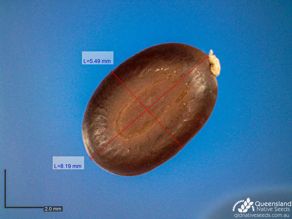 Acacia stenophylla | microscope | Queensland Native Seeds