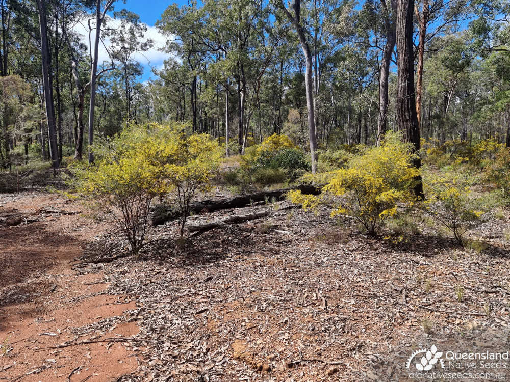 Acacia ixiophylla | cohabitants E.fibrosa, C.citriodora | Queensland Native Seeds