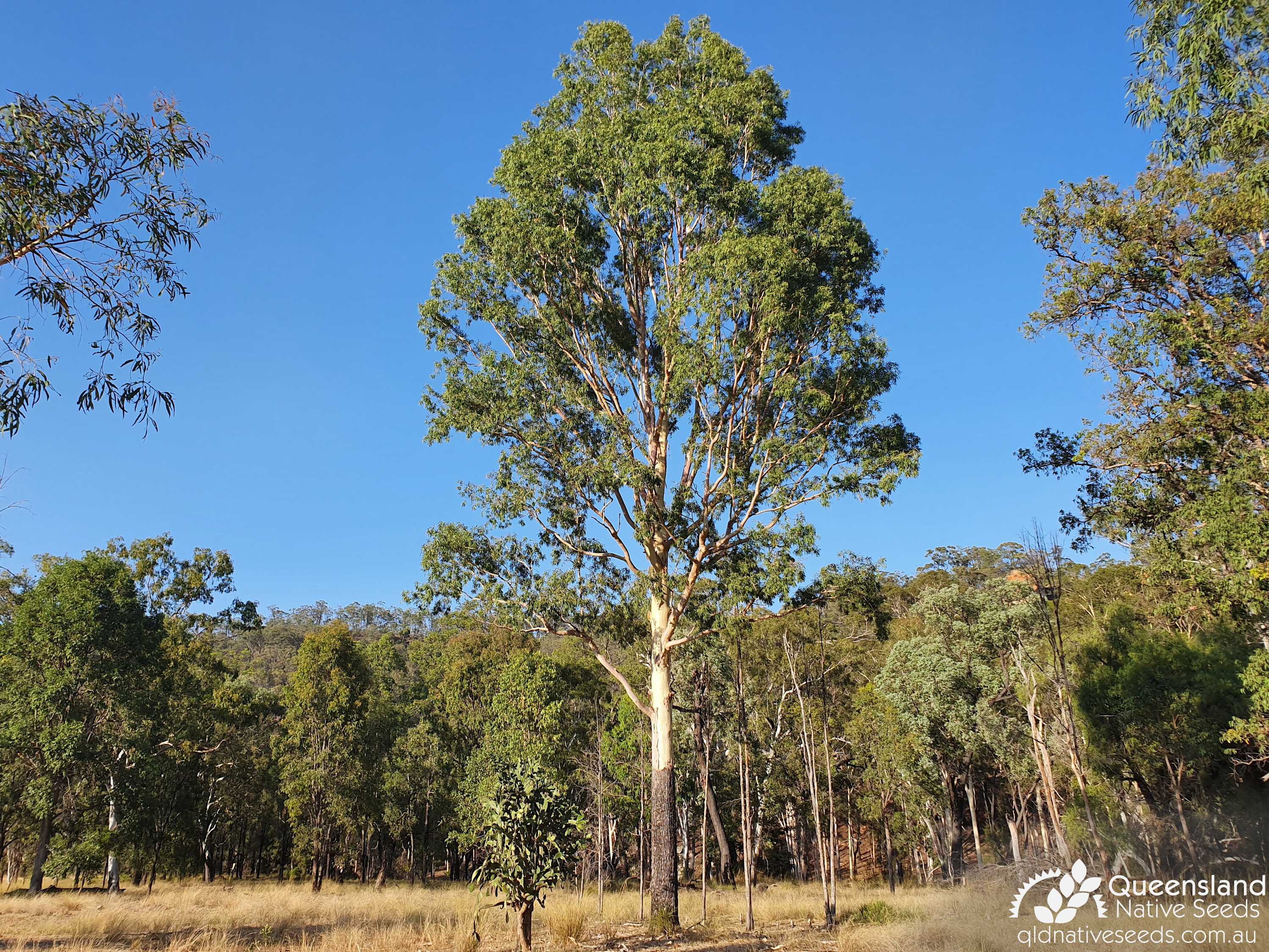 Corymbia tessellaris