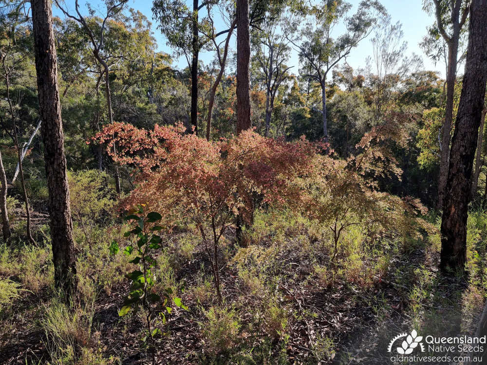 Dodonaea peduncularis | habit, habitat | Queensland Native Seeds