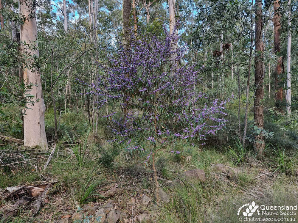 Hovea acutifolia | habit, habitat | Queensland Native Seeds