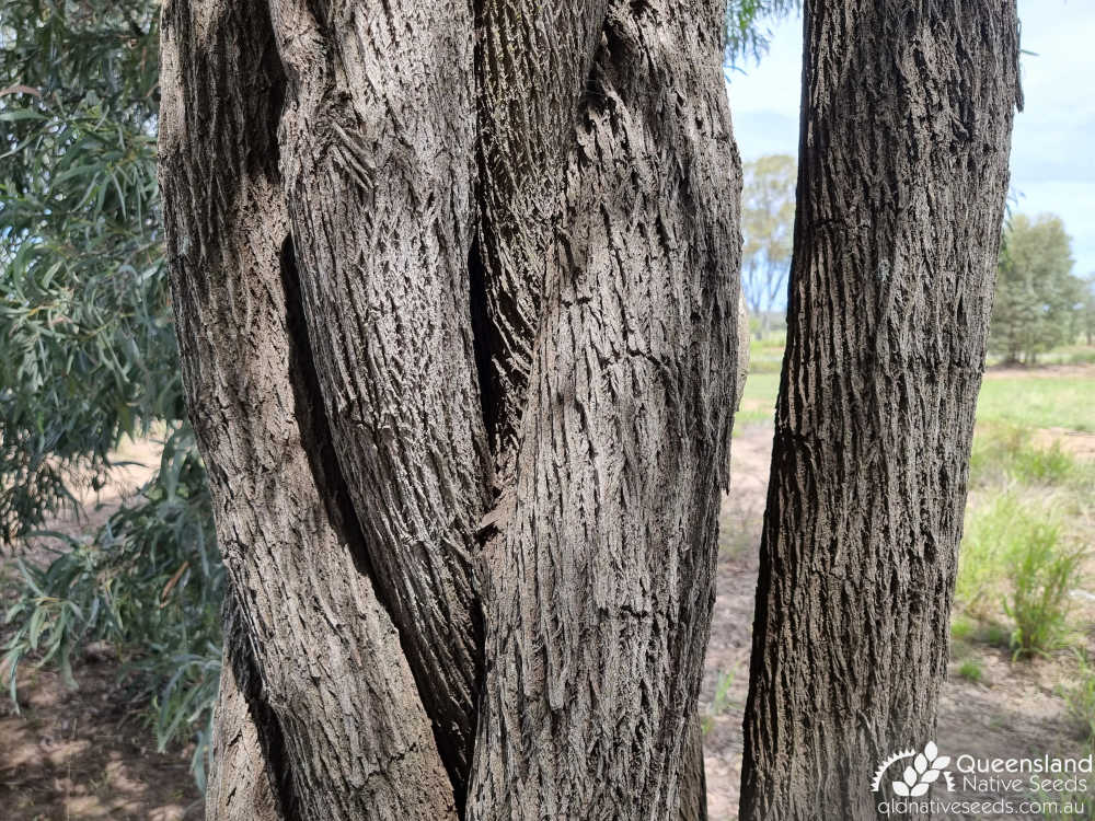 Ventilago viminalis | trunk | Queensland Native Seeds