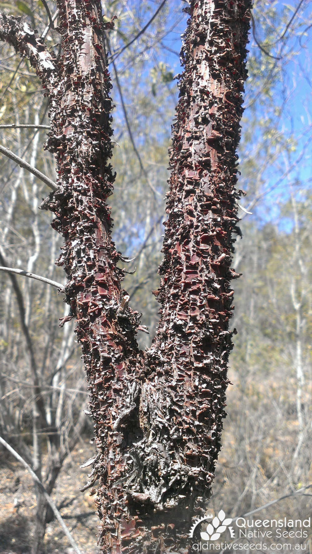 Acacia rhodoxylon | bark | Queensland Native Seeds