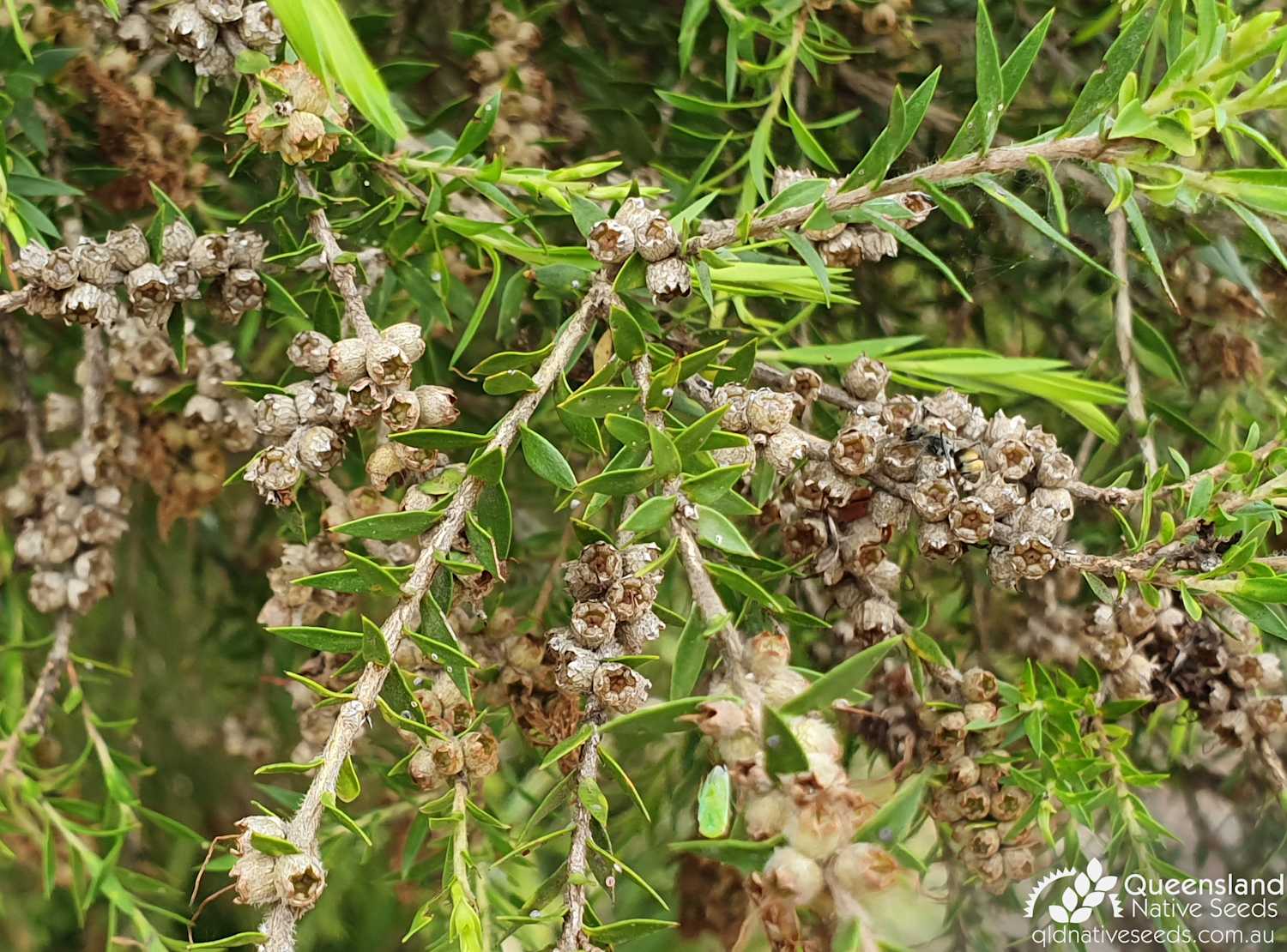 Melaleuca bracteata "Black TeaTree" Plant Profiles Queensland