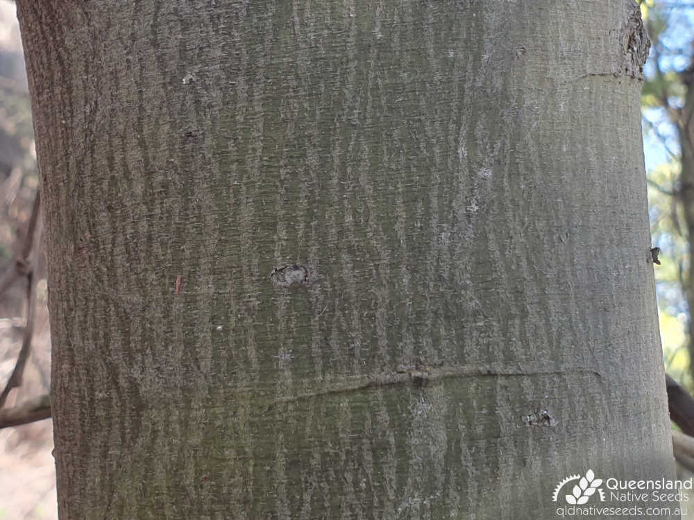 Acacia irrorata subsp. irrorata | bark | Queensland Native Seeds