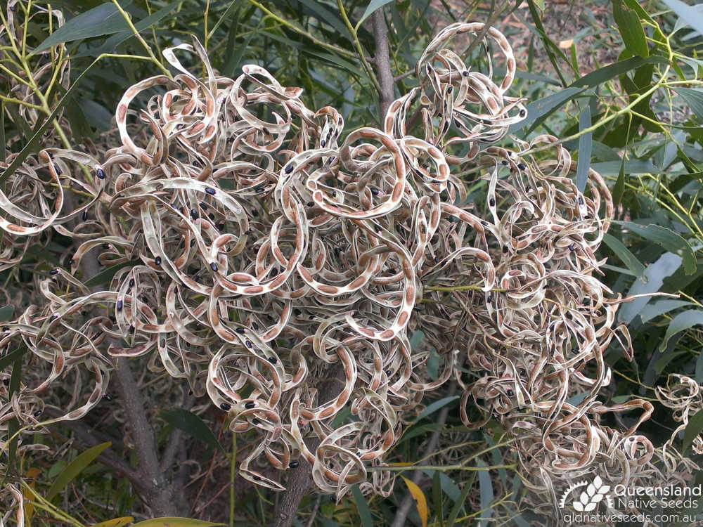 Acacia implexa  | fruit | Queensland Native Seeds