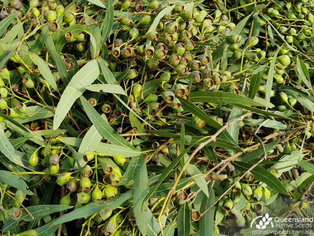 Angophora costata subsp. leiocarpa | fruit drying on tarp | Queensland Native Seeds