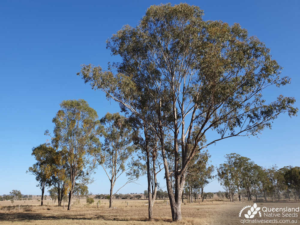 Eucalyptus moluccana | habit | Queensland Native Seeds
