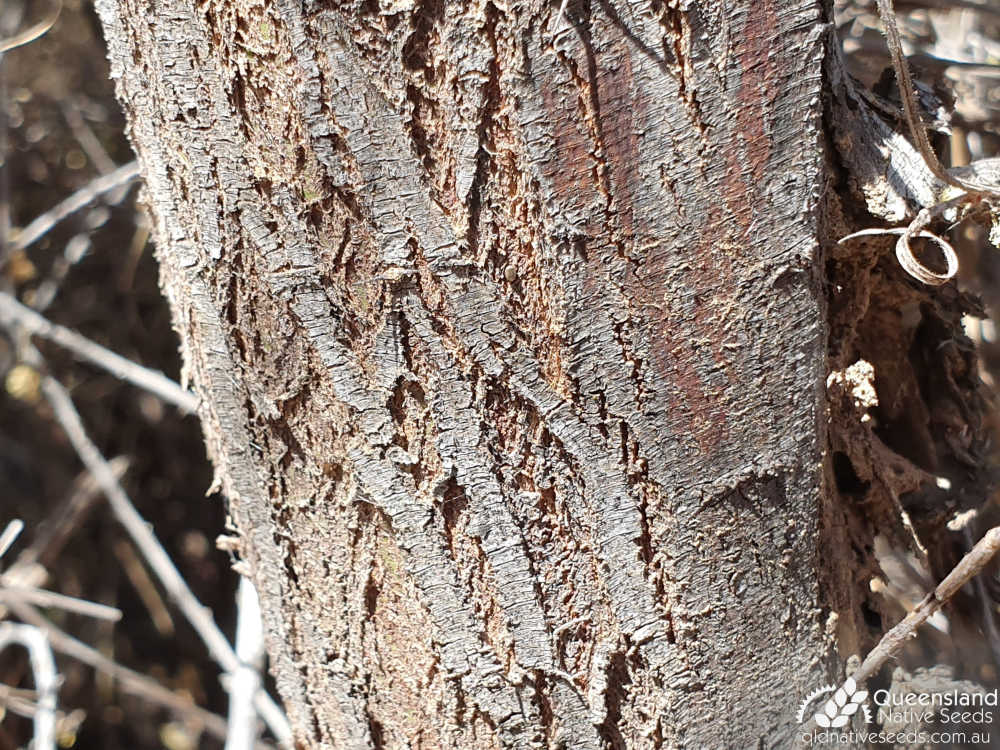 Acacia victoriae | bark | Queensland Native Seeds