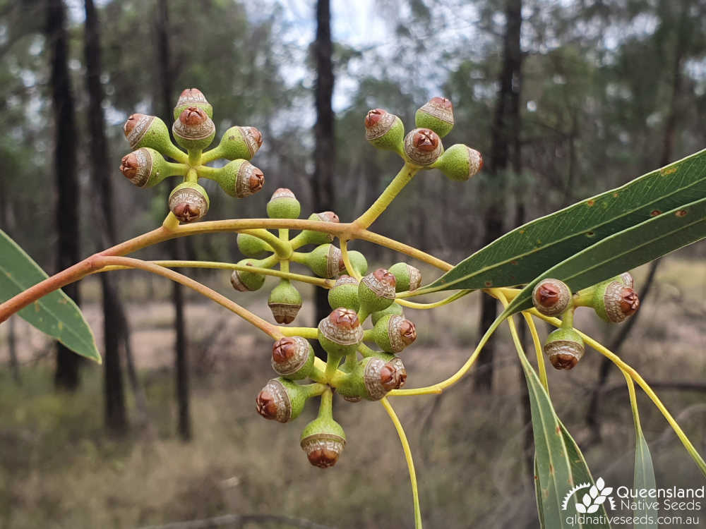 Eucalyptus exserta | fruit | Queensland Native Seeds