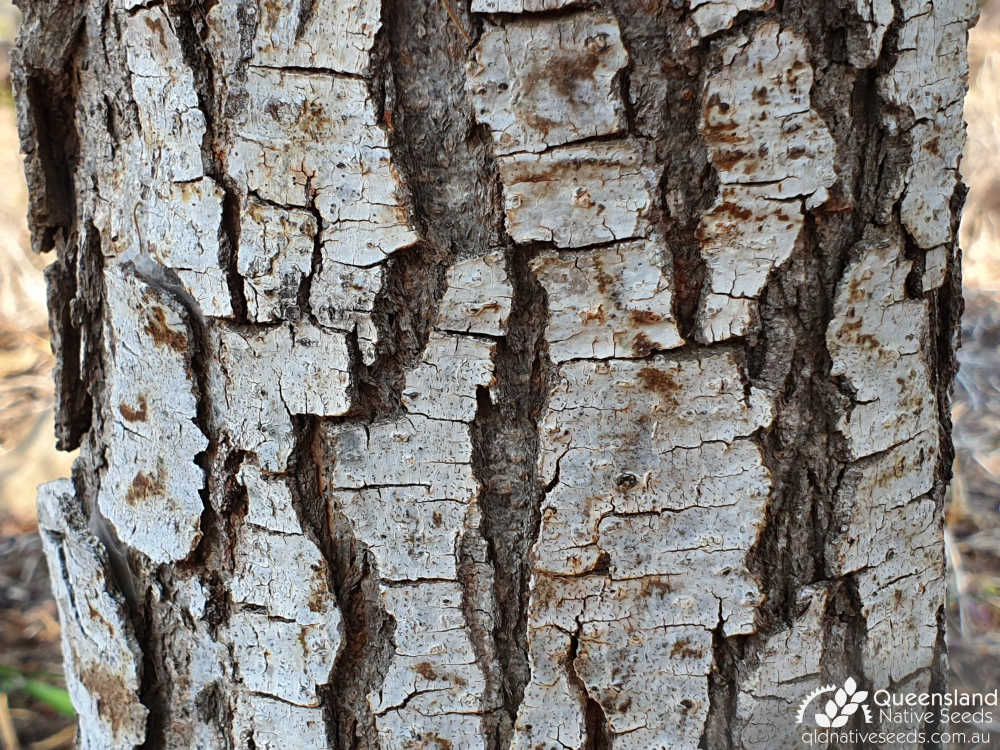 Cassia tomentella | bark | Queensland Native Seeds
