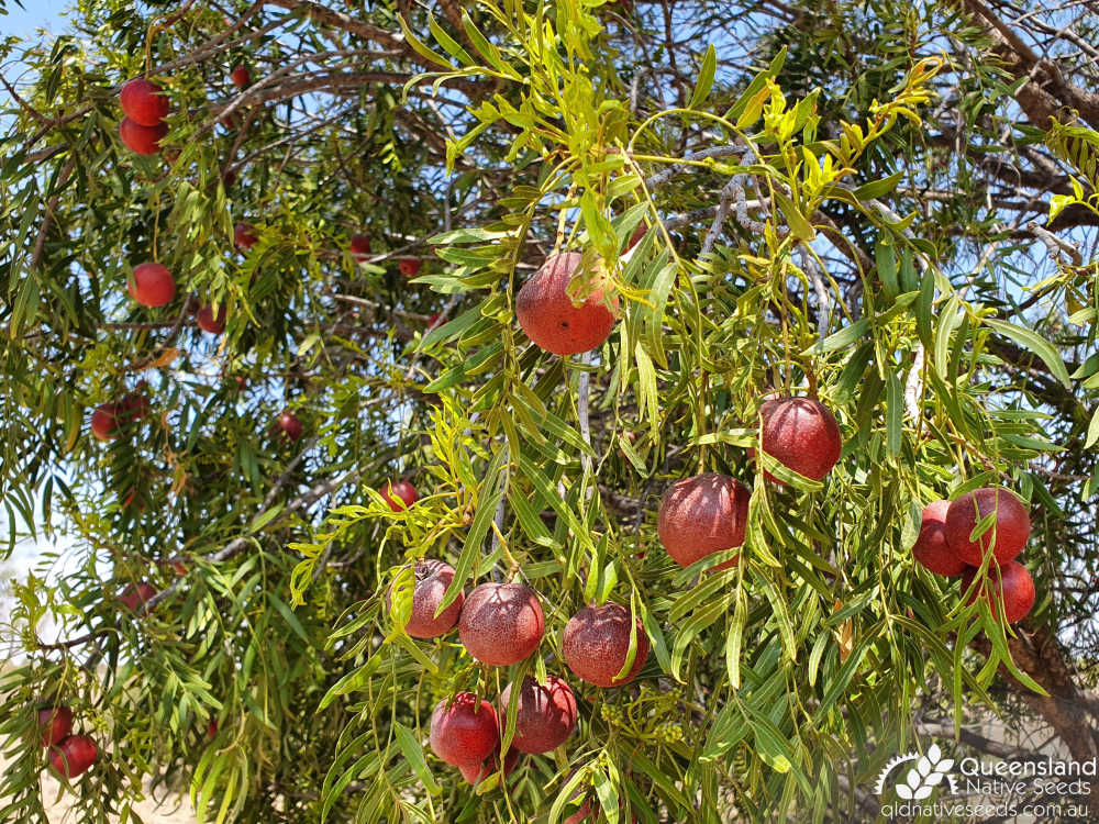 Owenia acidula | leaf, fruit | Queensland Native Seeds