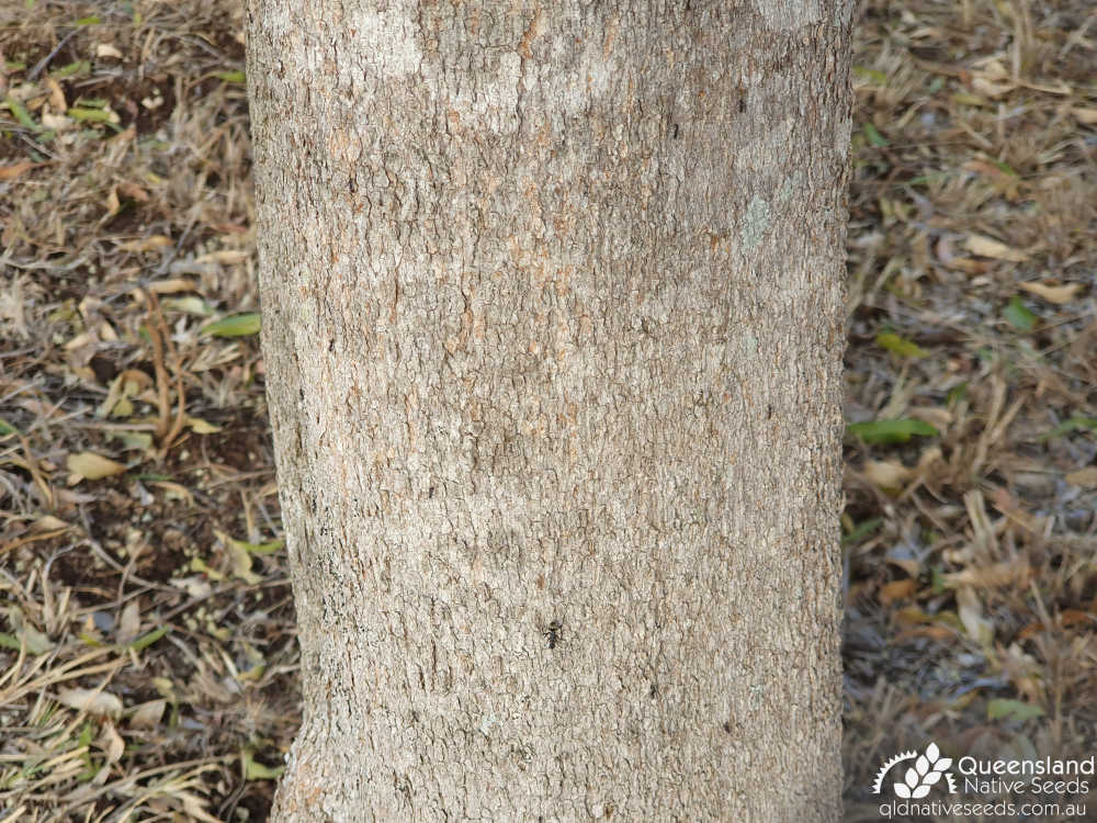 Atalaya salicifolia | bark | Queensland Native Seeds