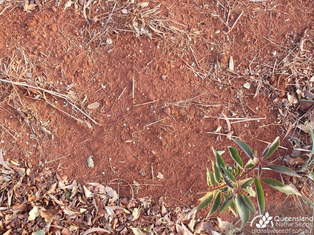Clerodendrum floribundum | Edaphic site examples (Laterite soils, Main Range Volcanics) | Queensland Native Seeds