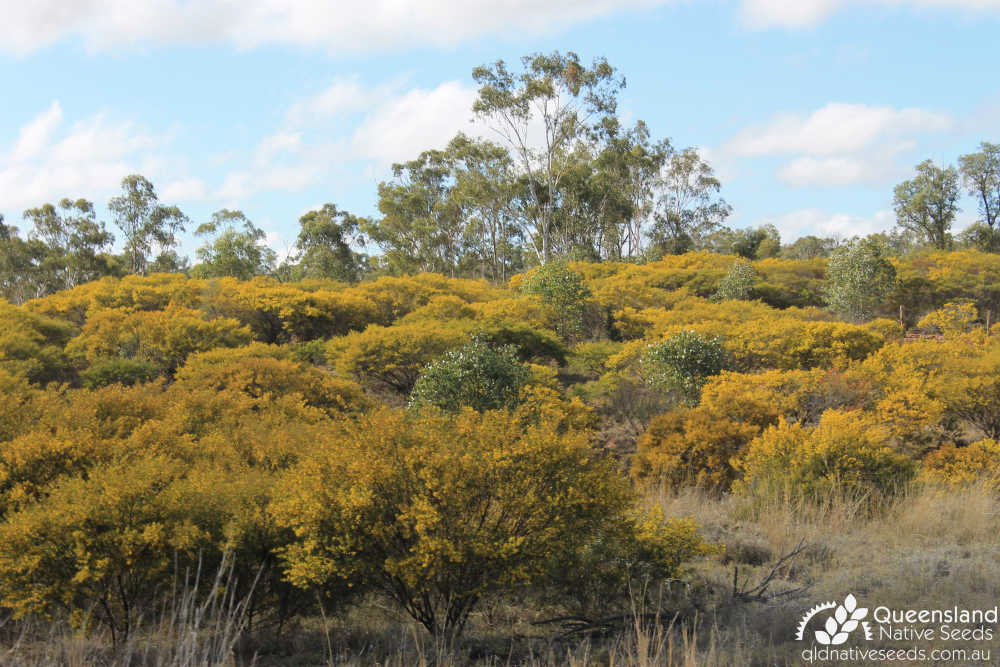 Acacia ixiophylla | habit | Queensland Native Seeds