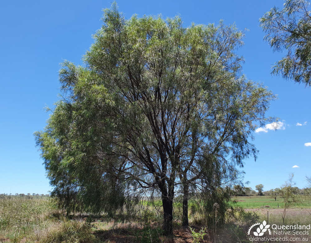 Acacia stenophylla | habit | Queensland Native Seeds