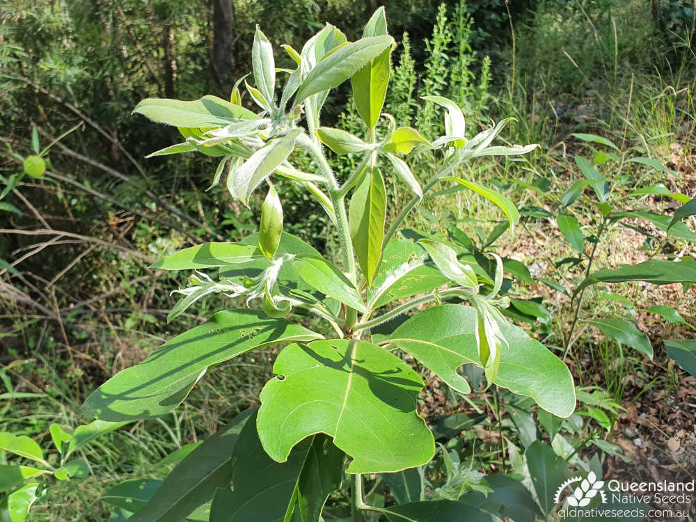 Lophostemon confertus | terminal growth | Queensland Native Seeds