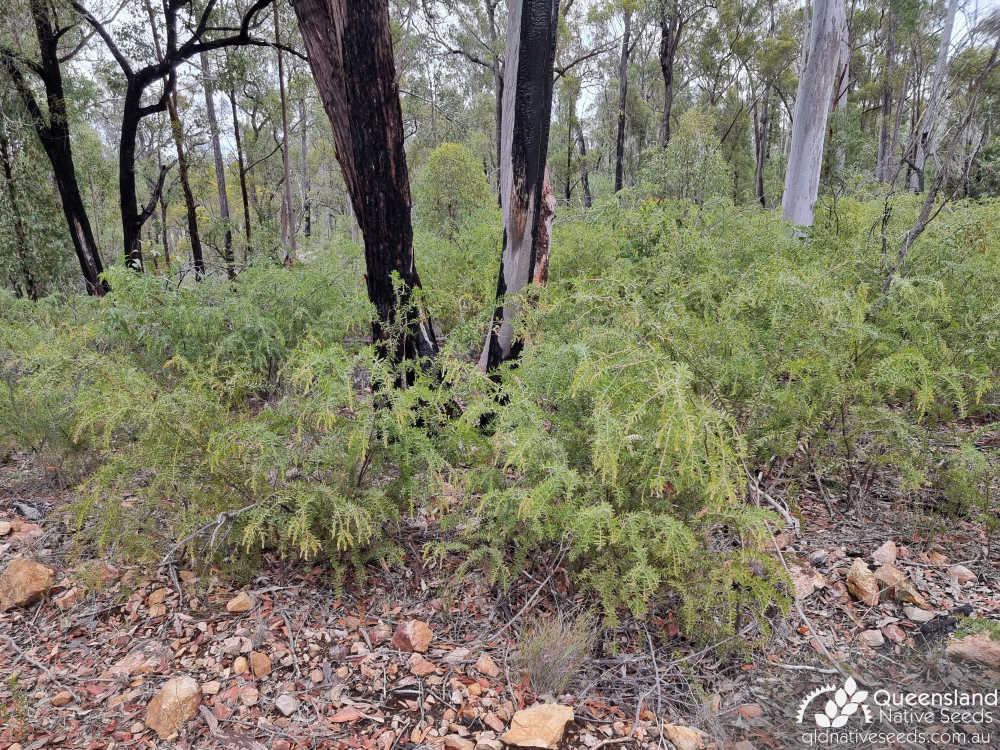 Acacia leichhardtii | habit, habitat | Queensland Native Seeds
