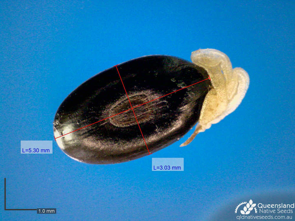 Acacia hemsleyi | microscope seed | Queensland Native Seeds