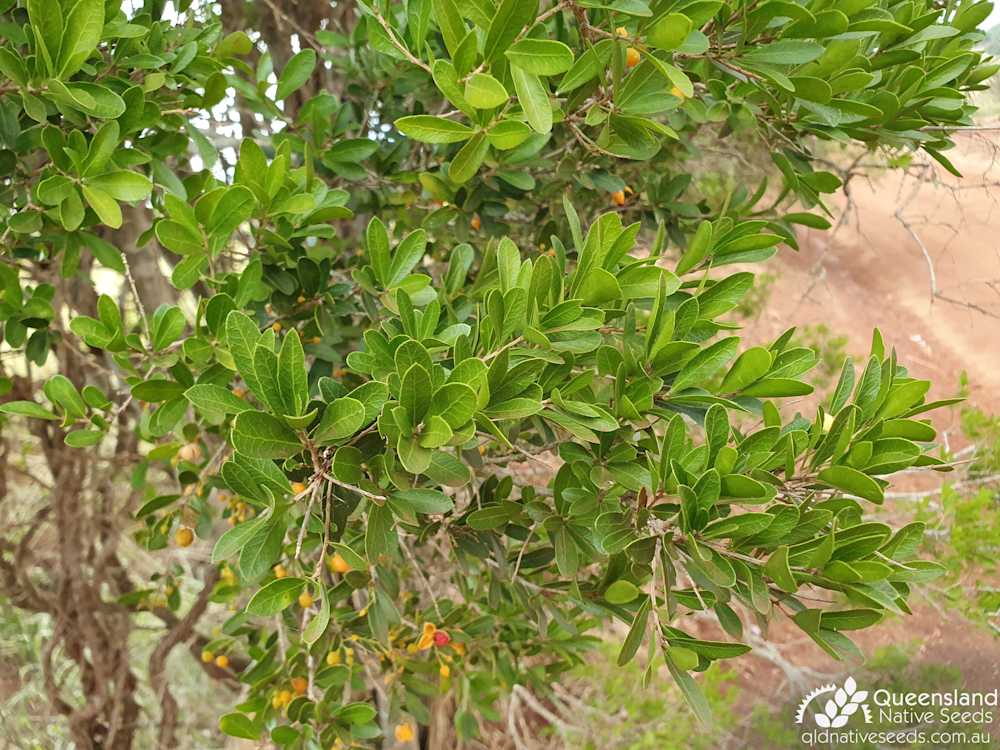 Denhamia parvifolia - Plant Profiles - Queensland Native Seeds