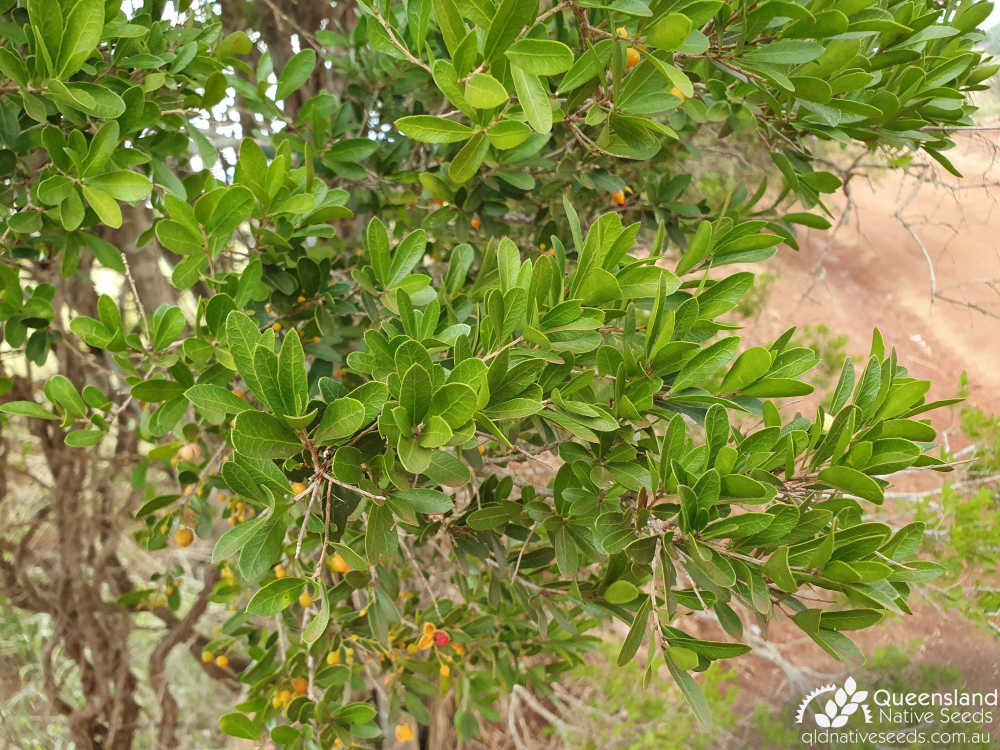 Denhamia parvifolia | leaves | Queensland Native Seeds