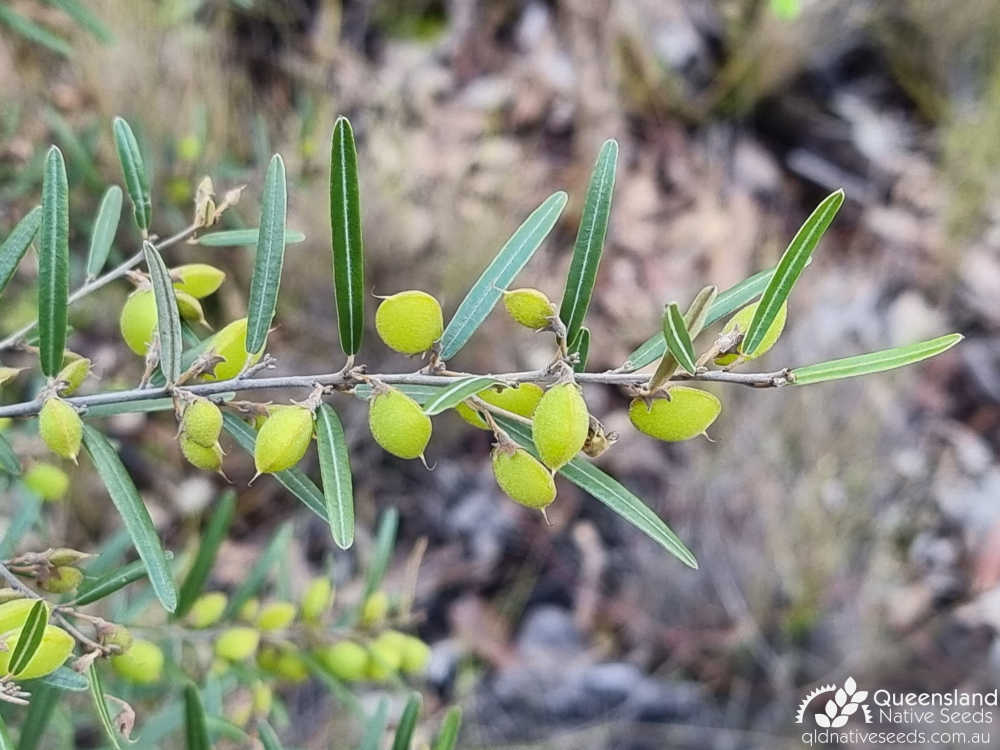 Hovea lorata | leaves, capsules | Queensland Native Seeds