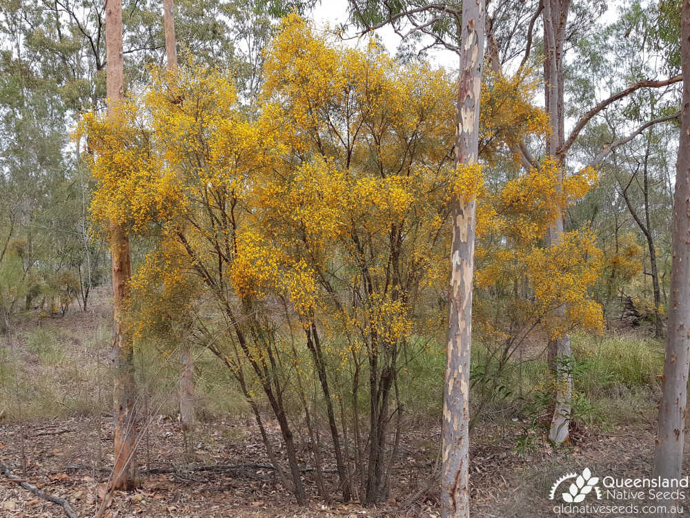Jacksonia scoparia | habit | Queensland Native Seeds