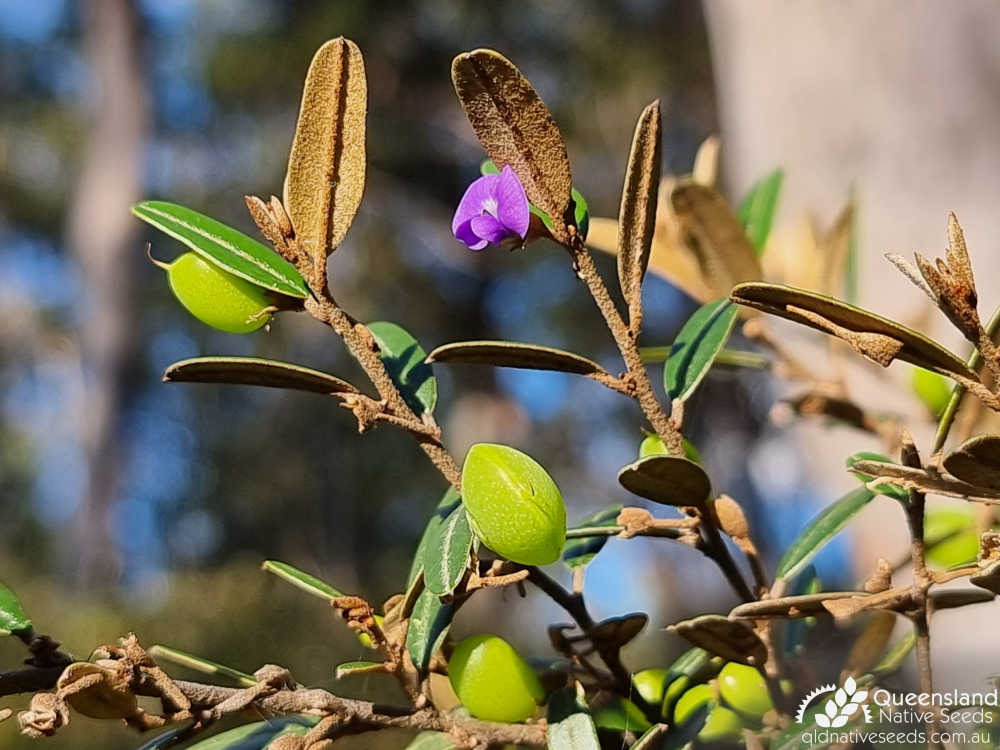 Hovea longipes | leaf underside, inflorescence | Queensland Native Seeds