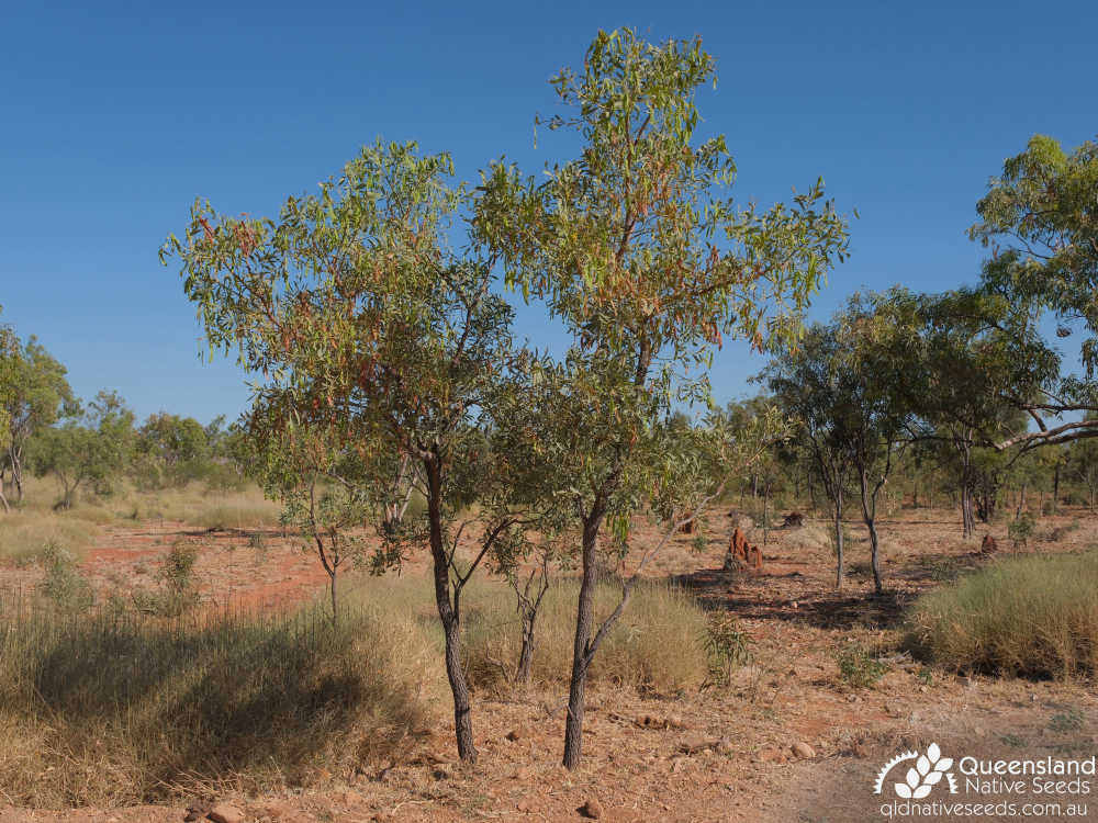 Acacia hemignosta | habit, habitat | Queensland Native Seeds