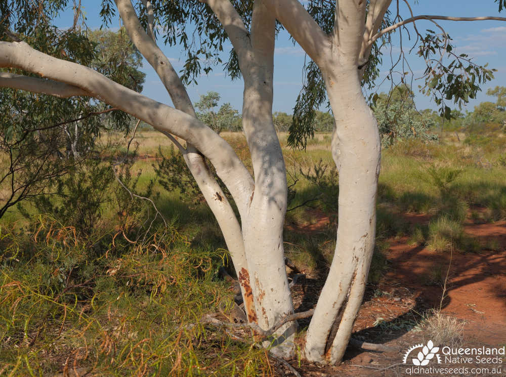 Eucalyptus leucophloia subsp. euroa | base, trunk | Queensland Native Seeds